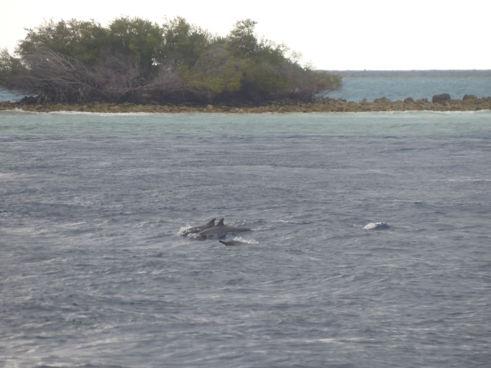 Beste Zeit um auf Delfine zu hoffen ist der frühe Morgen auf Adaaran Select Hudhuran Fushi - Premium All Inclusive
