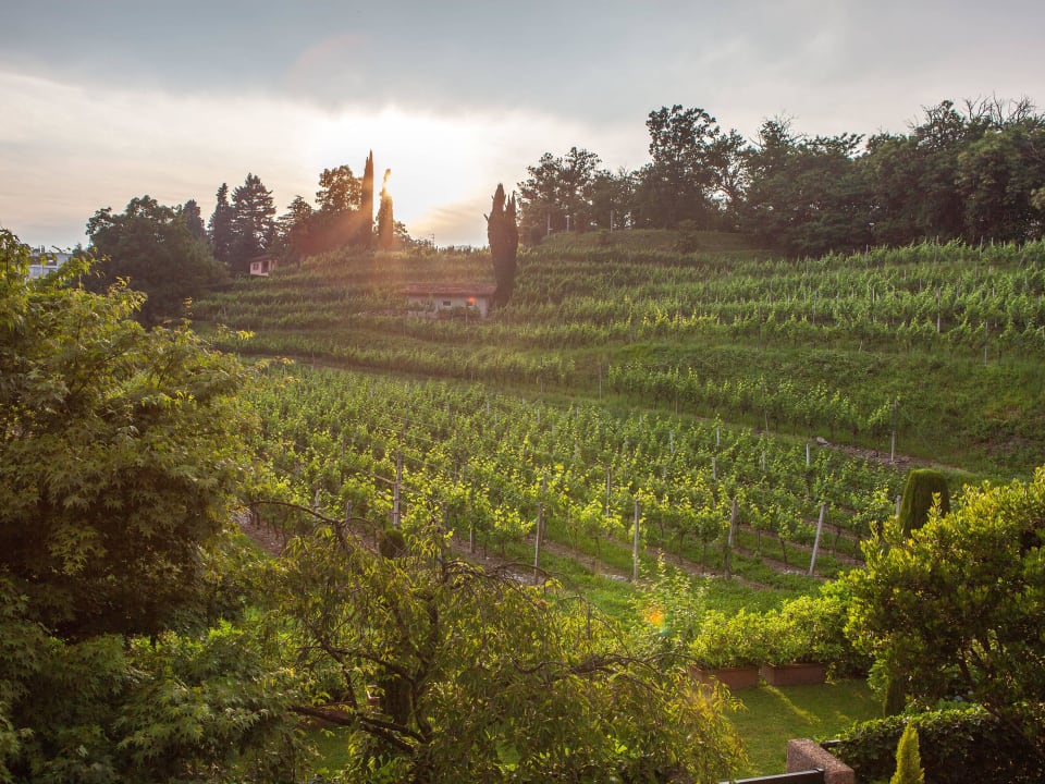 Vineyard Park Hotel Principe