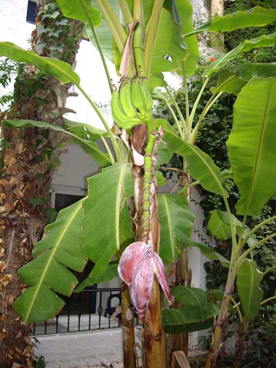 Nesrine Hotel Nesrine