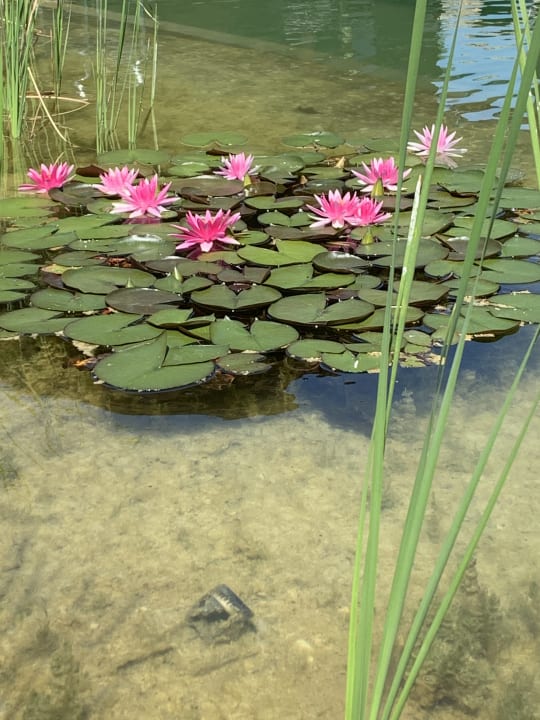 Gartenanlage Hotel VILA VITA Pannonia