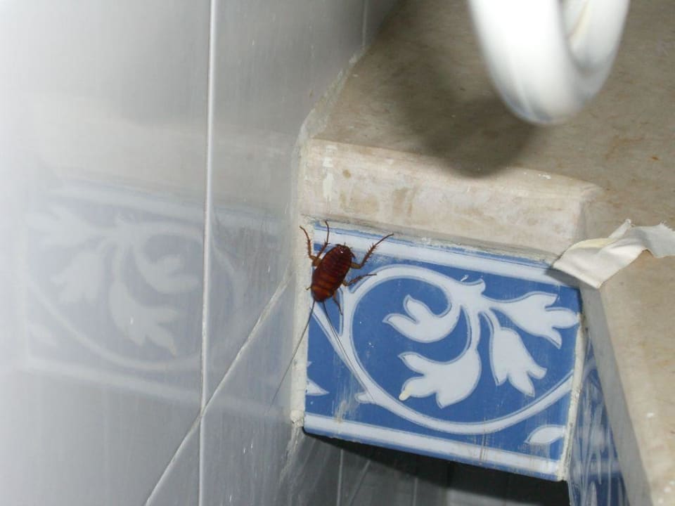 Kakerlaken Eden Club