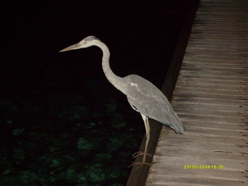 Fischreiher Summer Island Maldives
