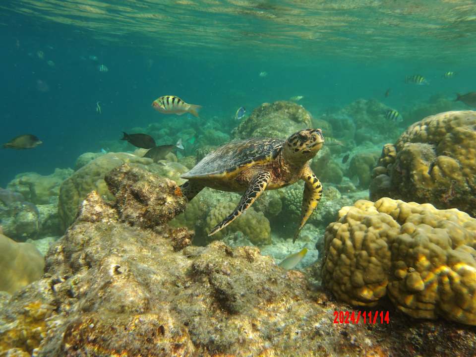 Sonstiges Vilamendhoo Island Resort & Spa