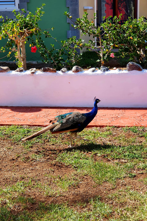 Gartenanlage HL Miraflor Suites Hotel