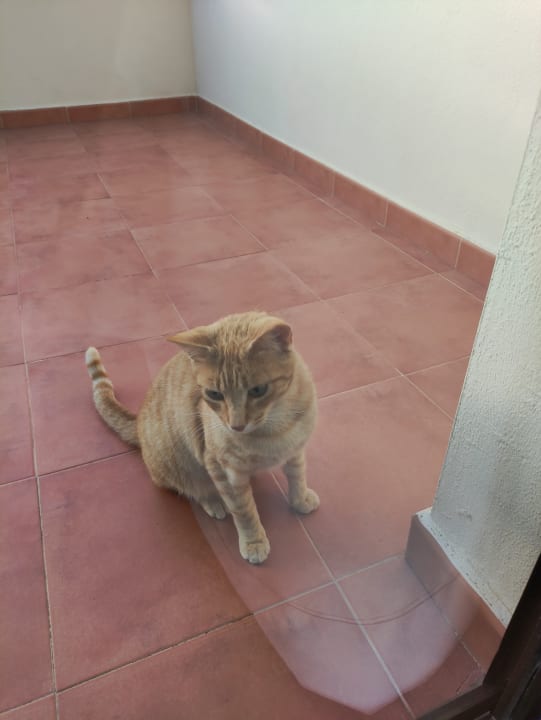 Sonstiges Occidental Jandía Mar