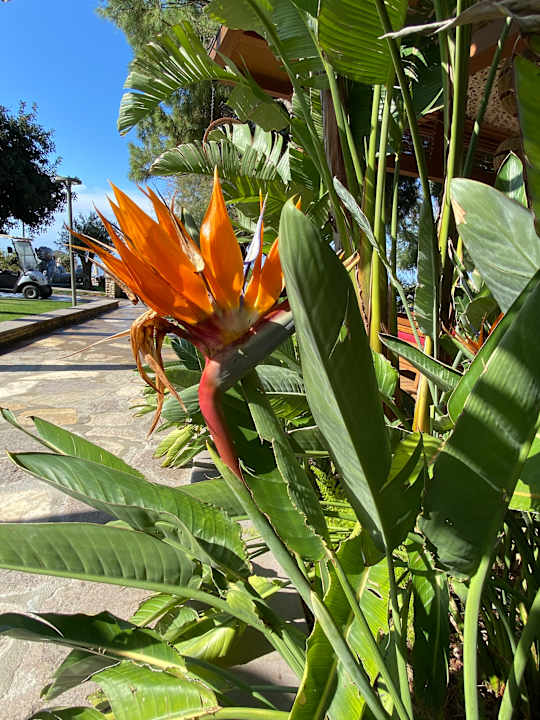 Gartenanlage Arum Barut Collection