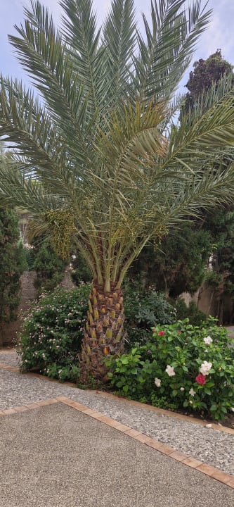 Gartenanlage R2 Lago Playa Park