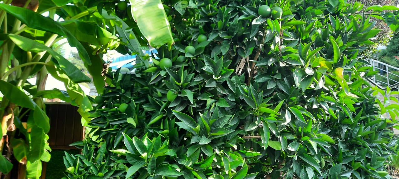 Gartenanlage Side Star Elegance