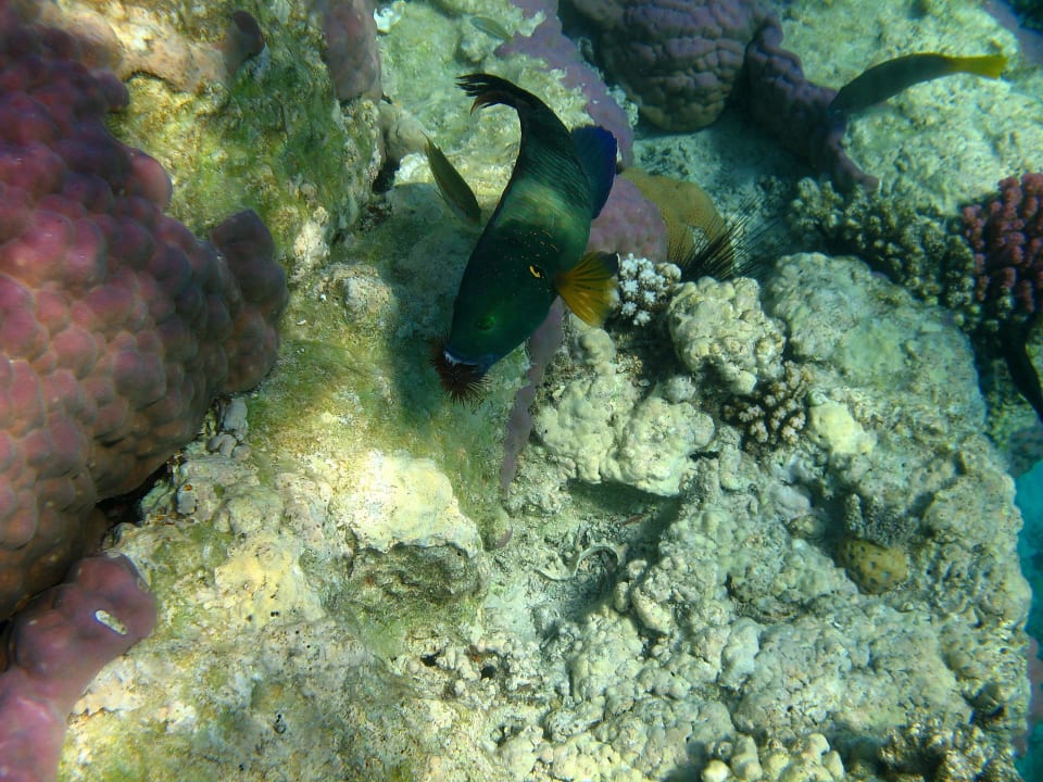 45 Stella Beach Resort & Spa Makadi Bay