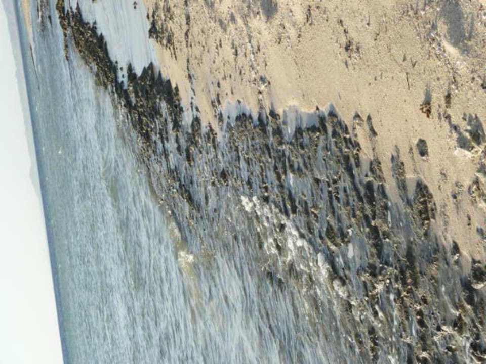 Korallenbänke am Strand Hotel Gorgonia Beach Resort