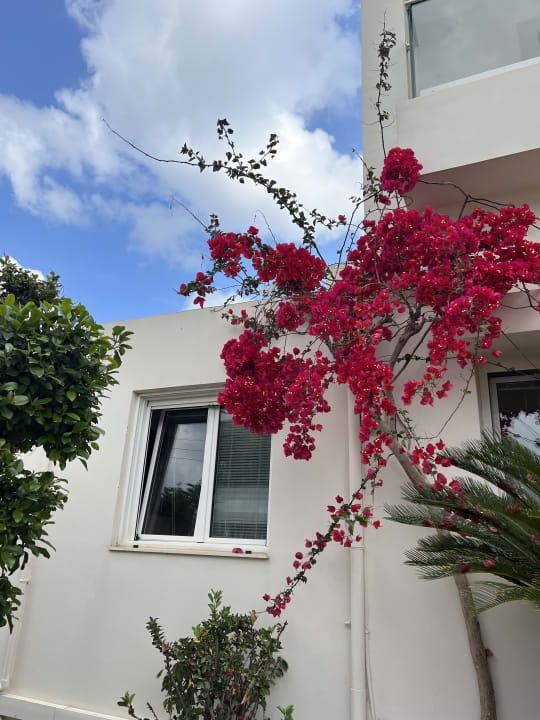 Gartenanlage Hotel Ariadne Beach