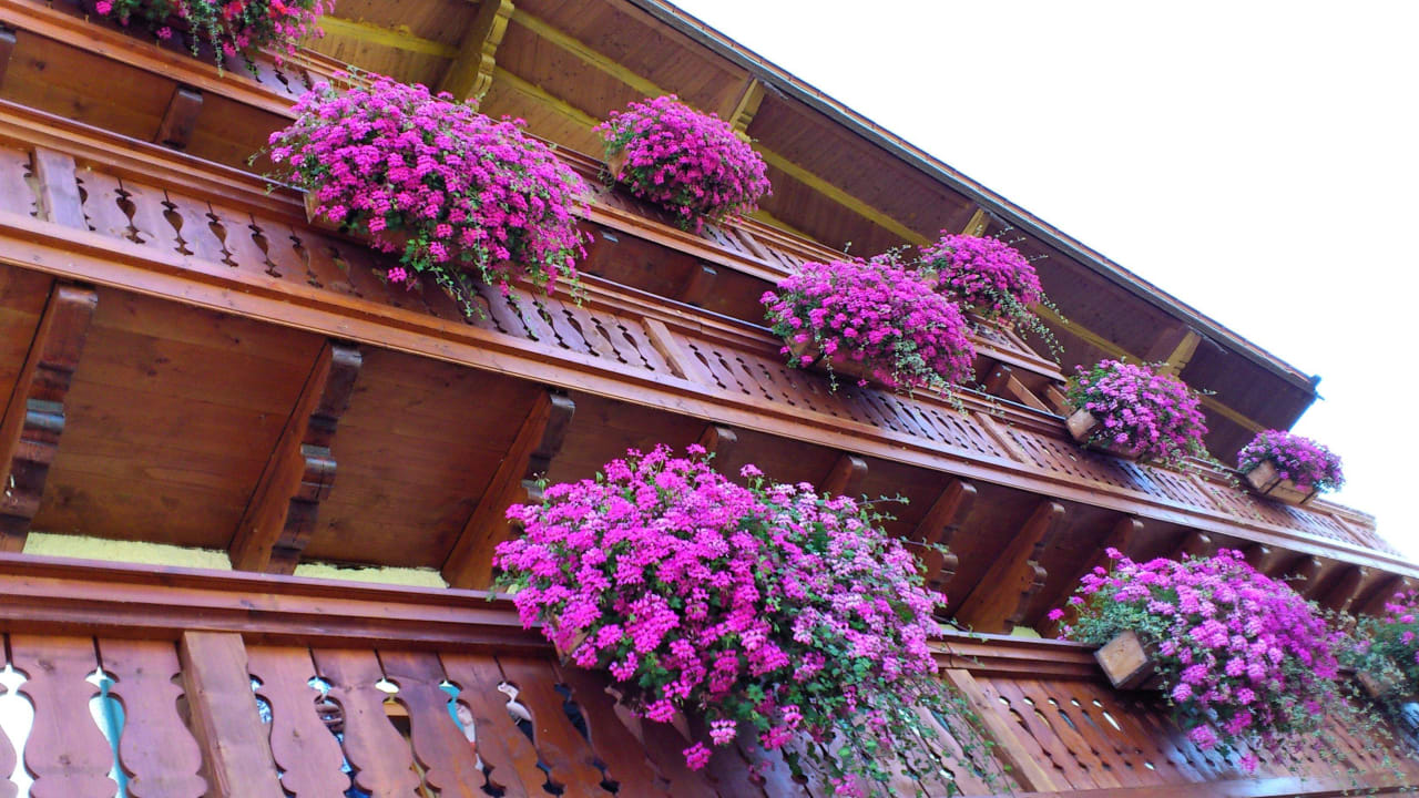 Balkonblumen Schoiner See-Hotel