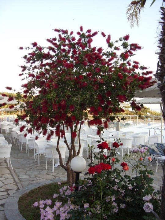 Ein wunderschöner Baum am Pool/Bar Akrathos Beach Hotel