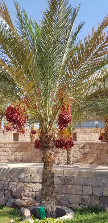 Außenansicht Fort Arabesque Resort, Spa & Villas