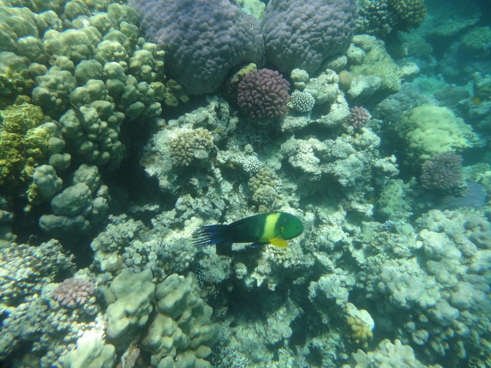 Fischvielfalt Grand Makadi