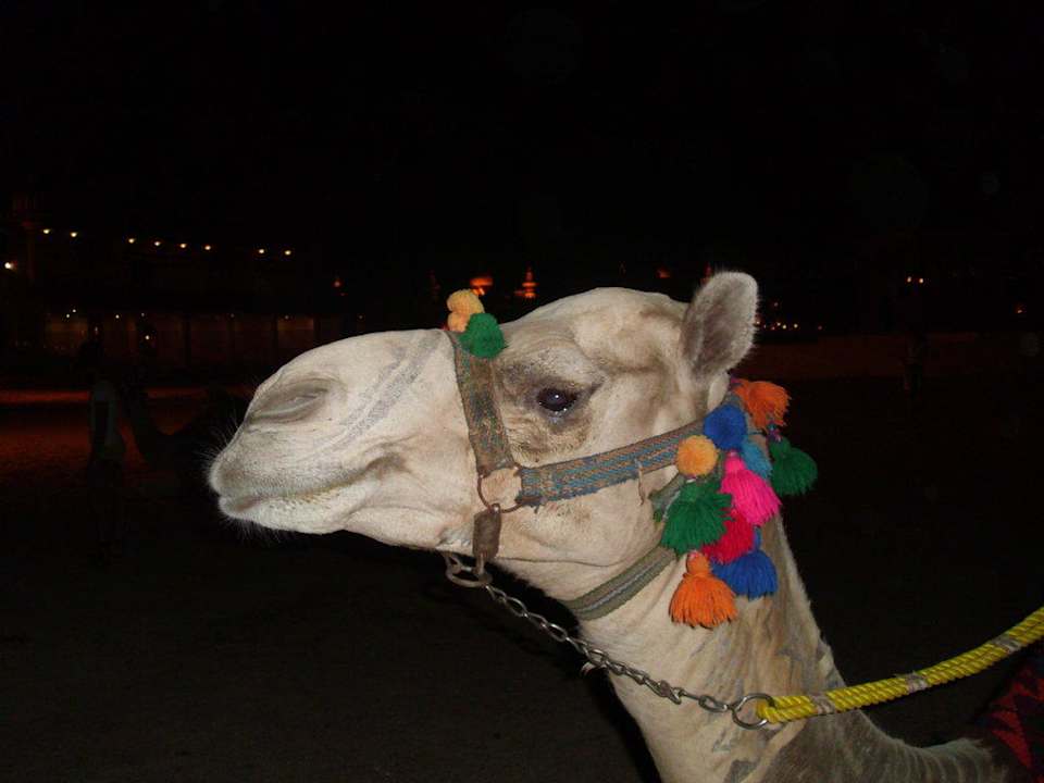 Mein Schatz  Pickalbatros Alf Leila Wa Leila Resort - Neverland Hurghada