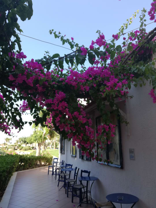 Gartenanlage Anissa Beach & Village