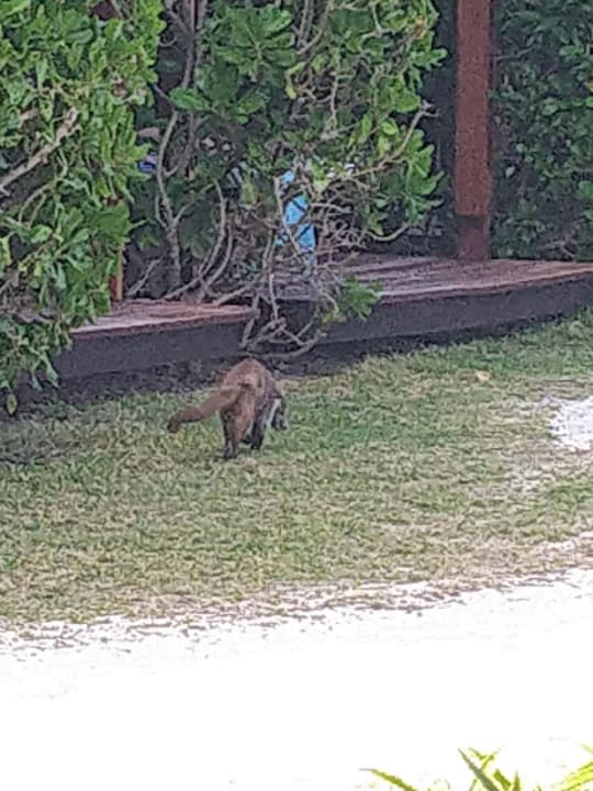 Gartenanlage Akumal Bay Beach & Wellness Resort