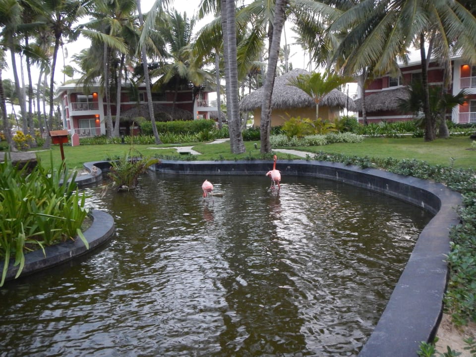 Teich mit Flamingos Grand Palladium Select Bávaro Resort & Spa