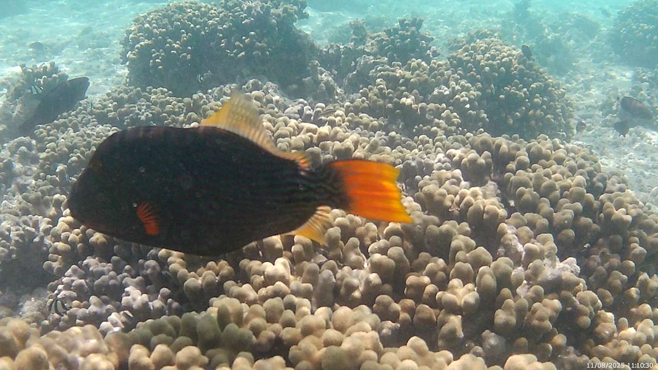 Sonstiges Adaaran Select Hudhuran Fushi - Premium All Inclusive