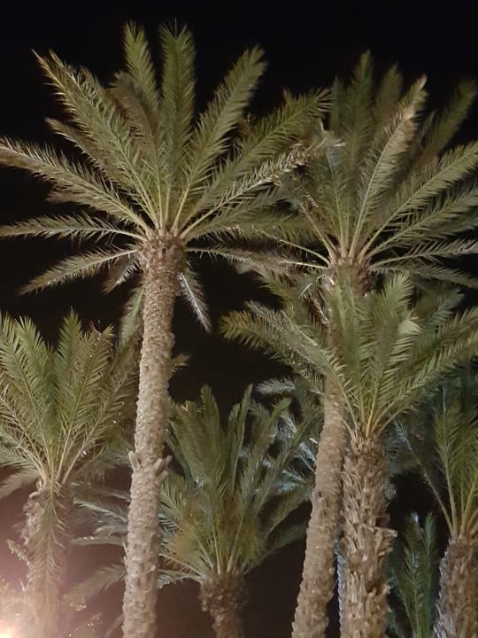 Gartenanlage Calimera Yati Beach