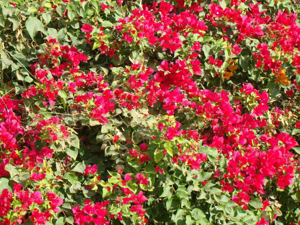 Сад Savoy Sharm El Sheikh