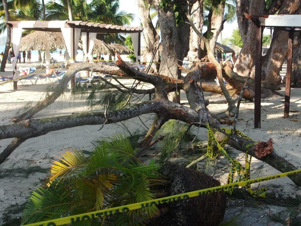 Abgebrochene Stämme BelleVue Dominican Bay