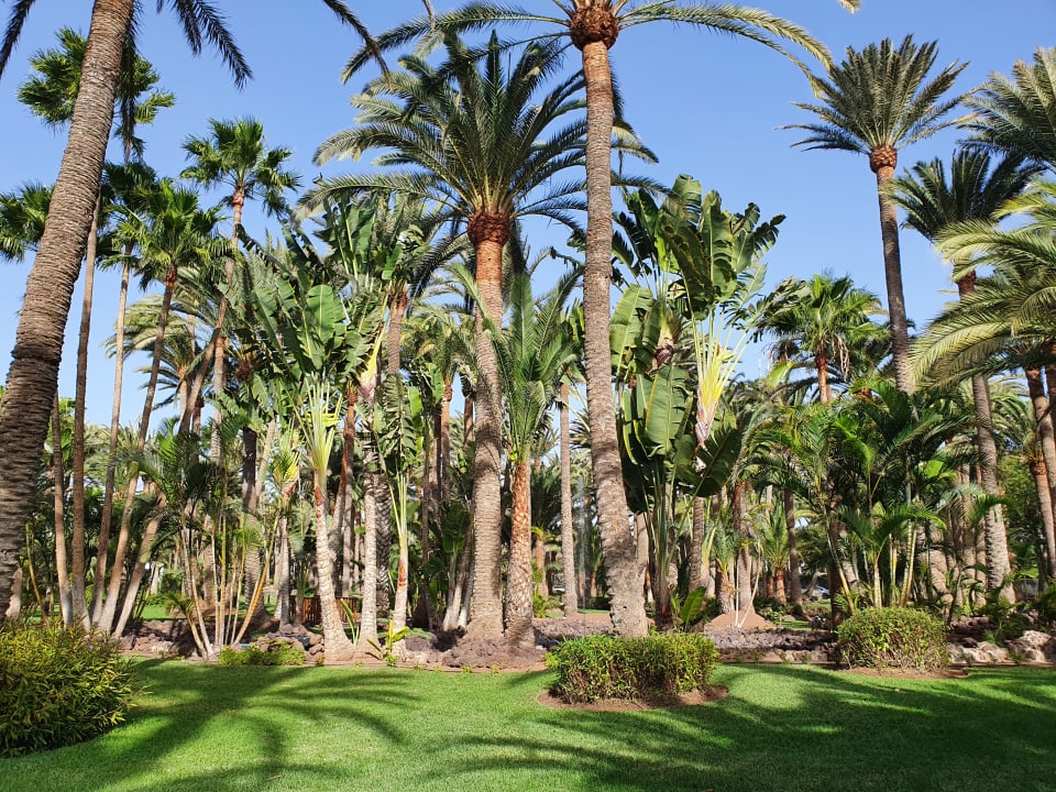 Gartenanlage Hotel Riu Palace Oasis