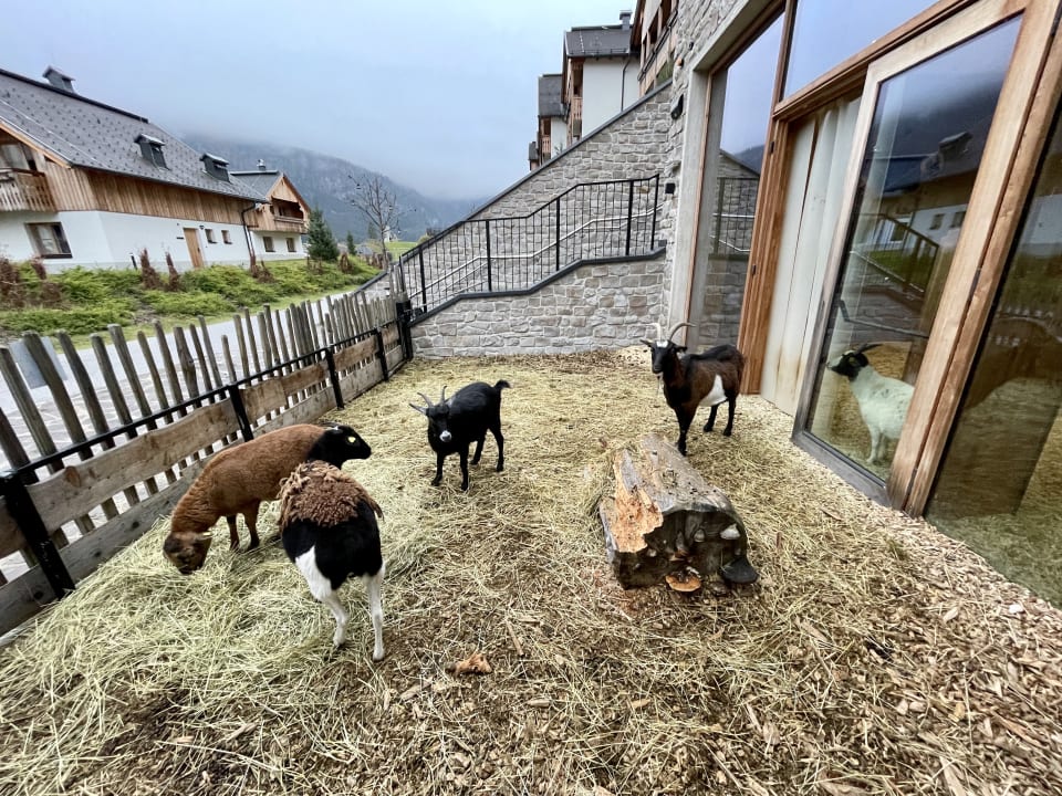 Sonstiges Dachsteinkönig - Familux Resort