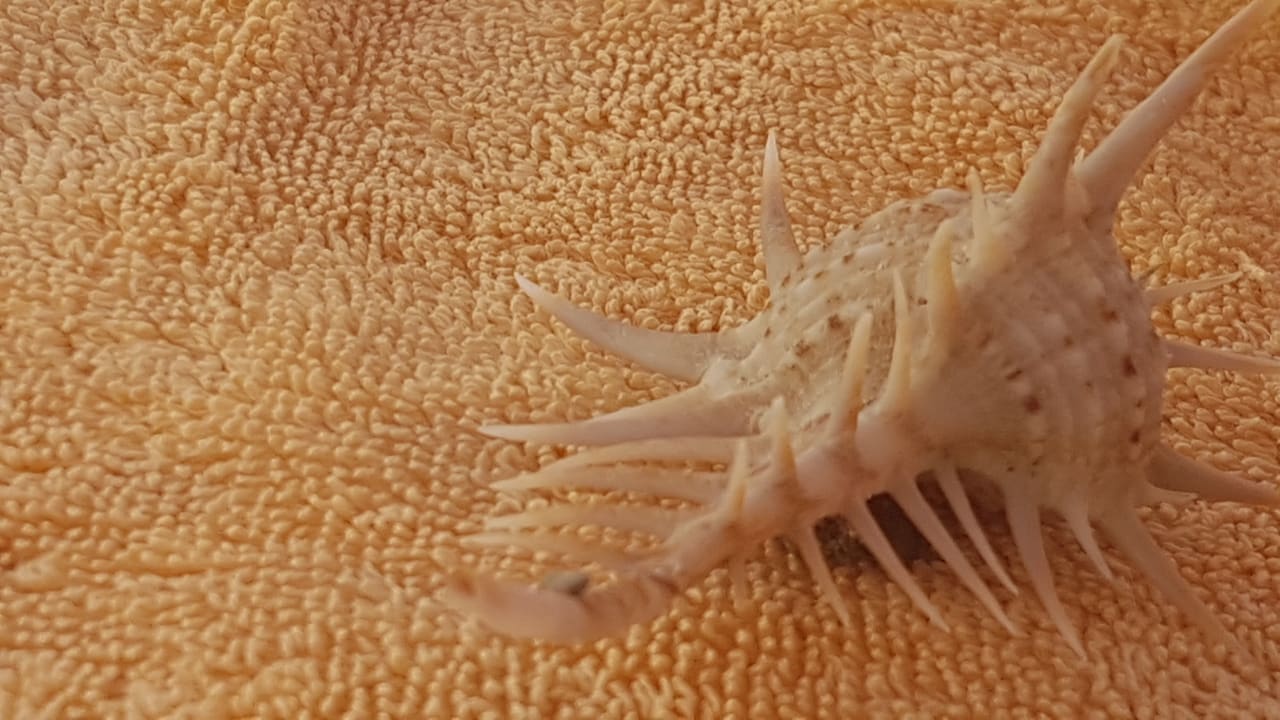 Strand Steigenberger ALDAU Beach Hotel