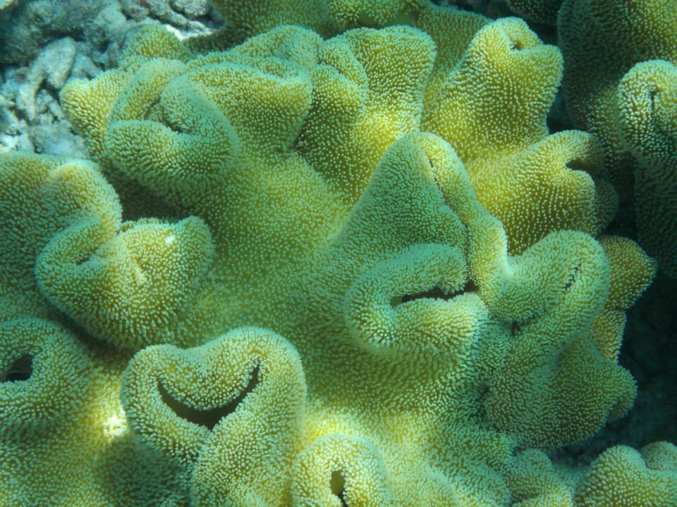 Unter dem Wasser Kihaa Maldives