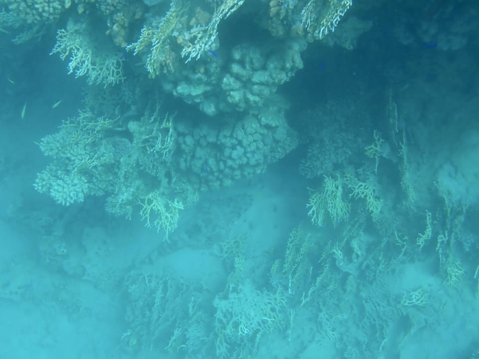 Strand Steigenberger Coraya Beach - Adults only