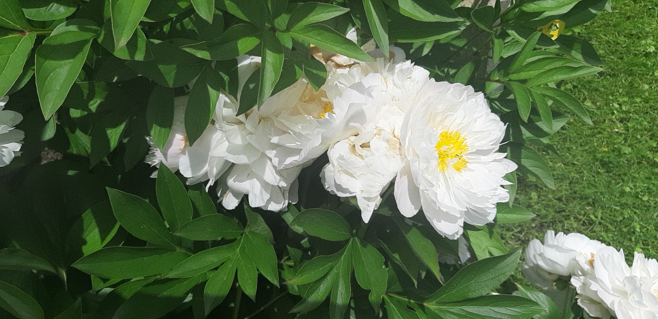 Außenansicht Ferienwohnung Grüne Idylle