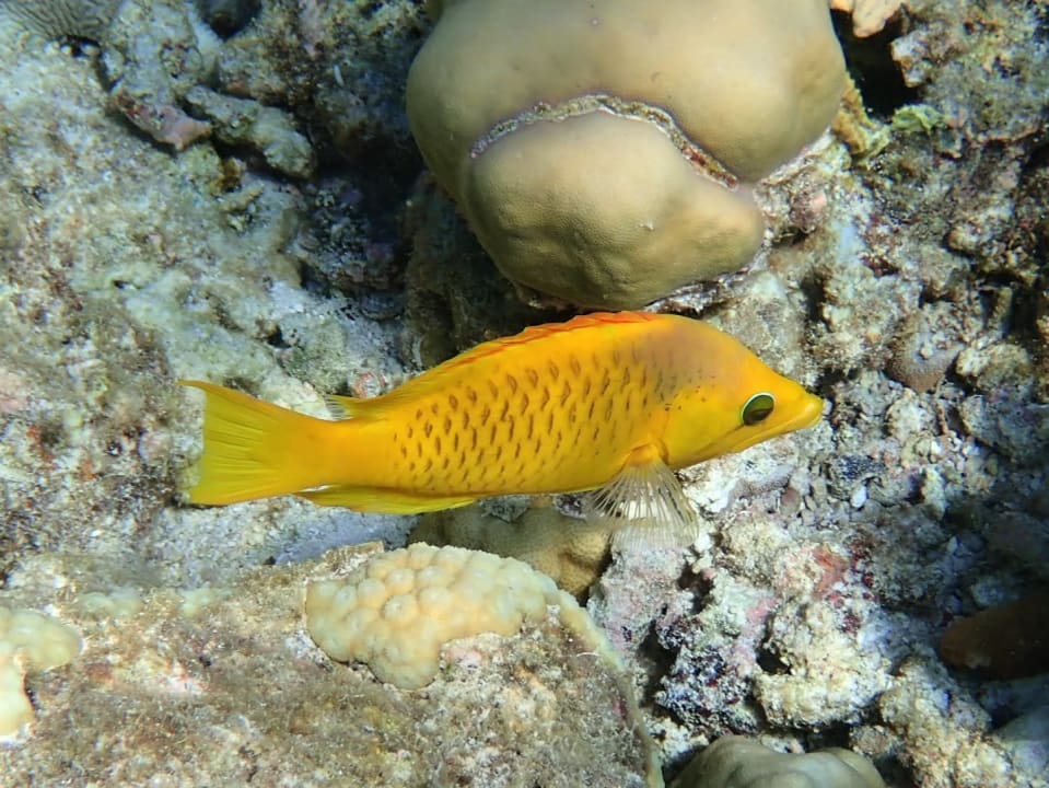 Sport & Freizeit Filitheyo Island Resort