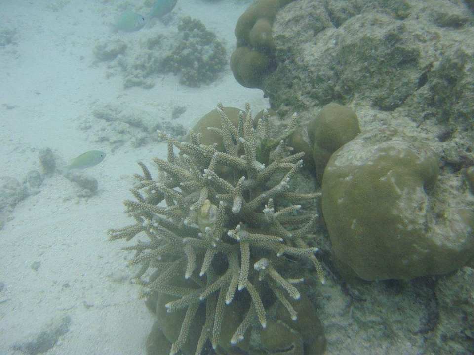 Beim Schnorcheln Kuramathi Maldives