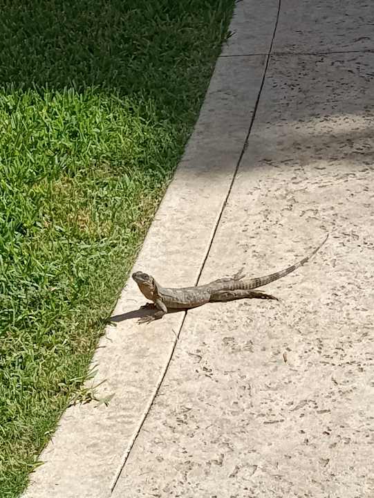 Gartenanlage Iberostar Waves Paraiso Beach