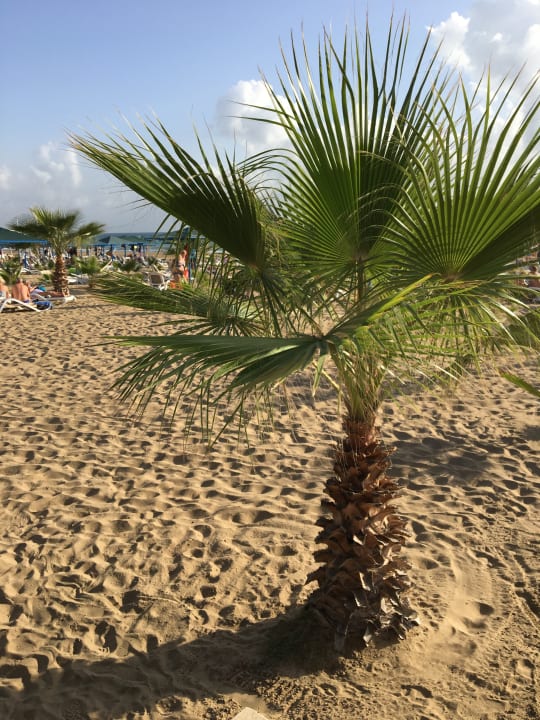 Strand Paloma Oceana