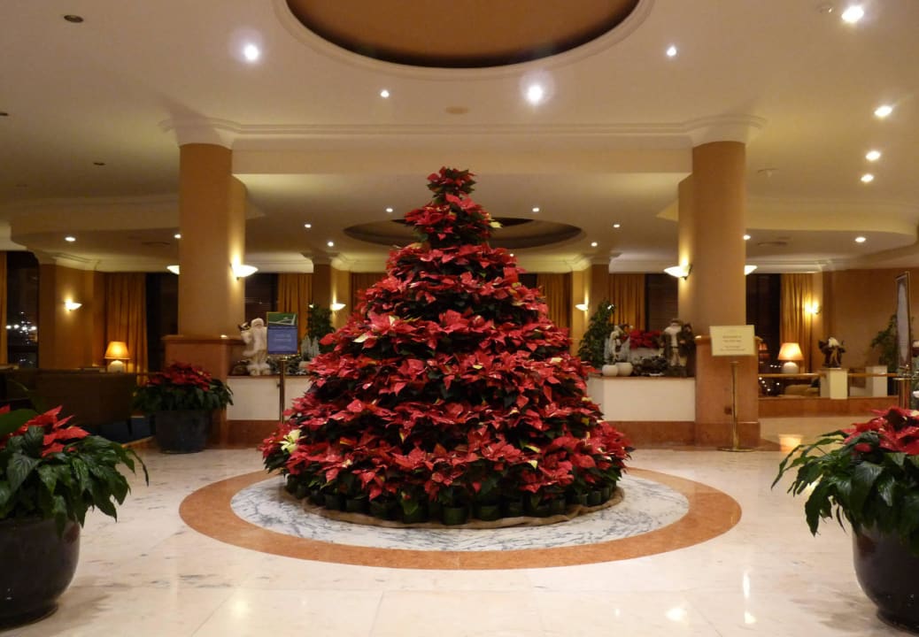 107 Weihnachtssterne Hotel The Cliff Bay (PortoBay)