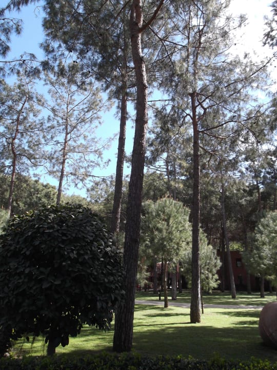 Tolle Anlage Balmy Foresta