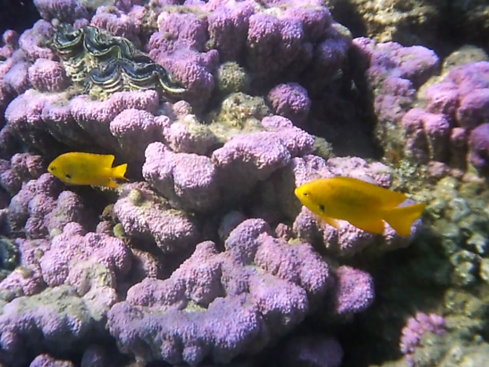 Sport & Freizeit Three Corners Equinox Beach Resort