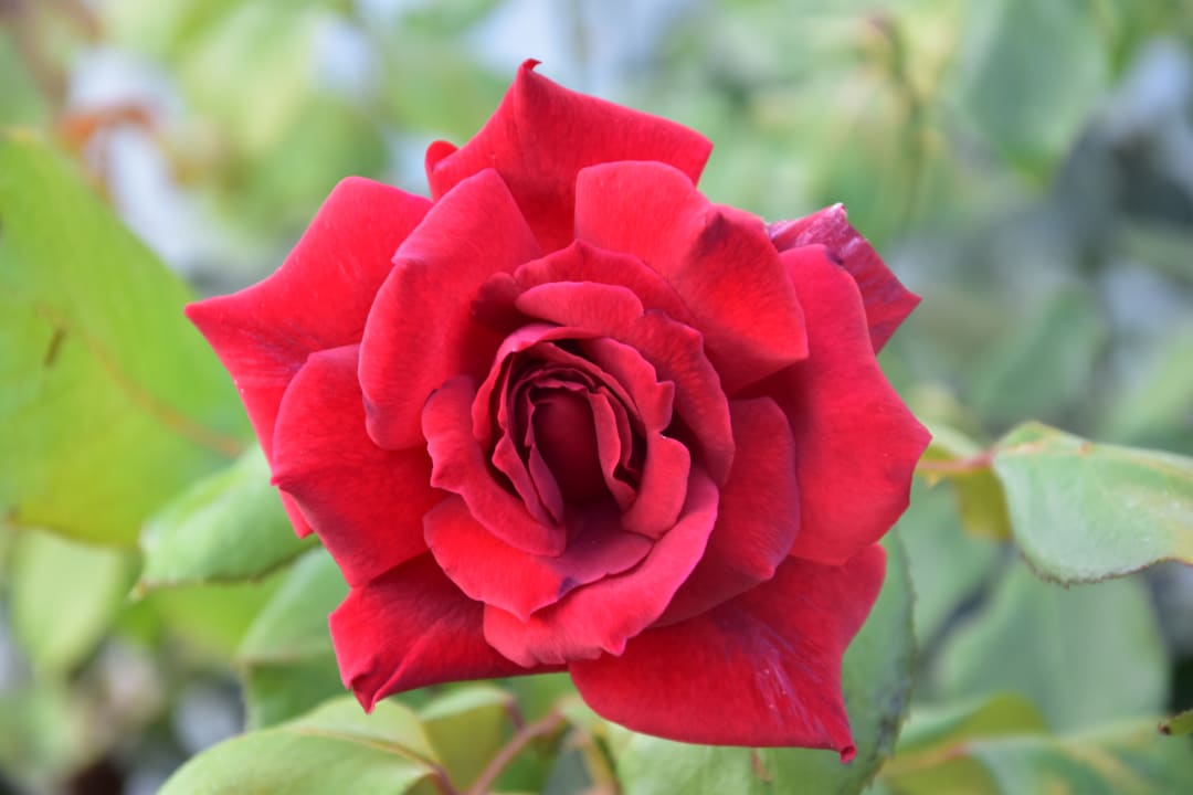 Gartenanlage TUI KIDS CLUB Alex Beach