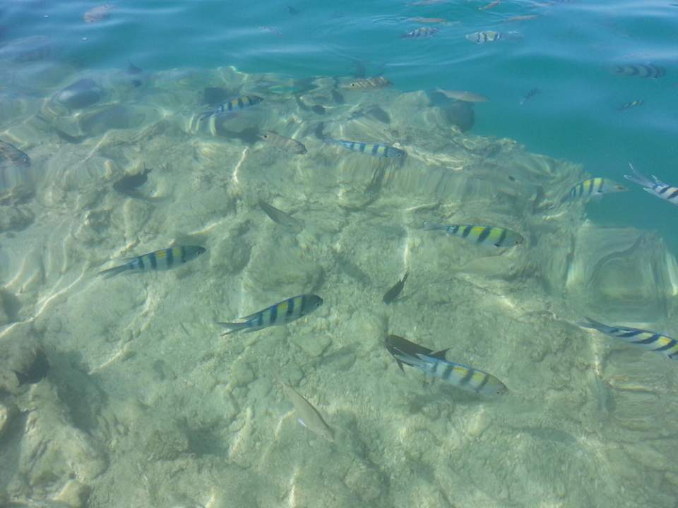 Fische in der Royal Lagoon Pickalbatros Citadel Resort