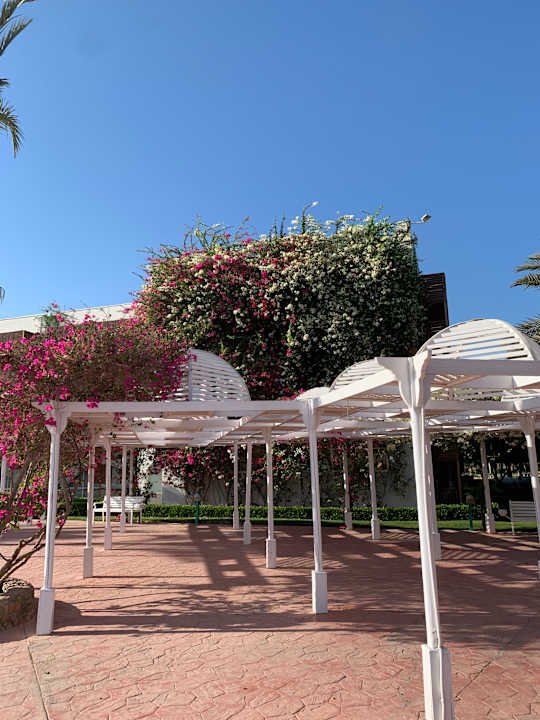 Gartenanlage Desert Rose