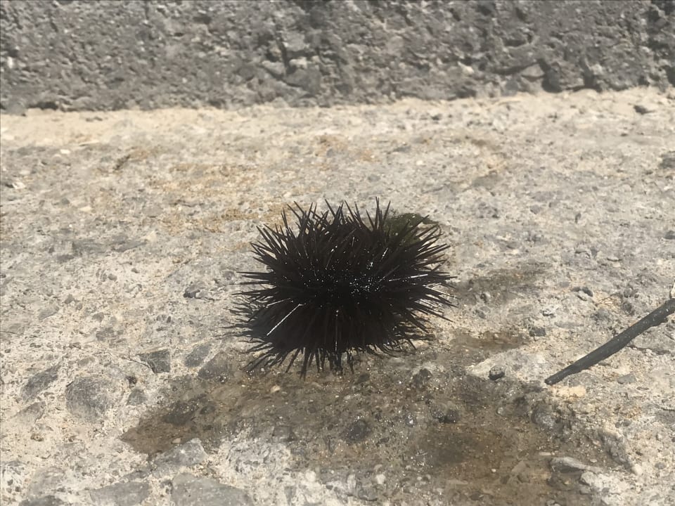 Strand allsun Hotel Carolina Mare