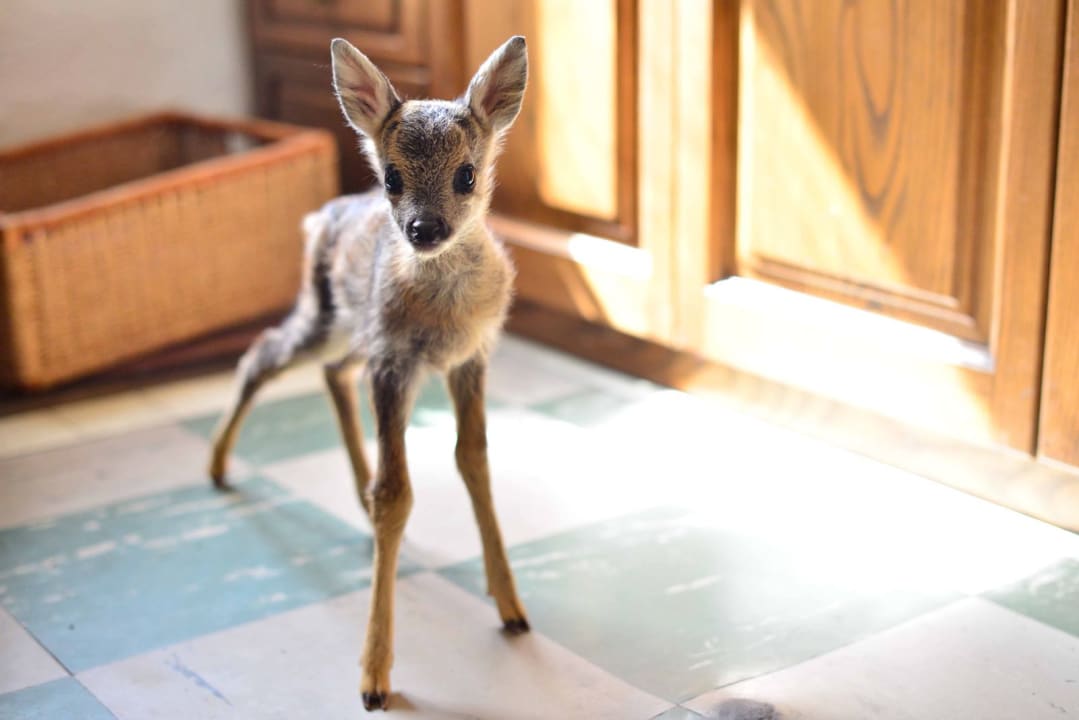 Sonstiges Ferienwohnungen Gullyhof