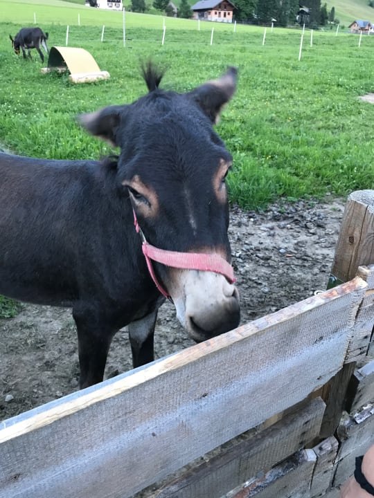 Gartenanlage Dachsteinkönig - Familux Resort