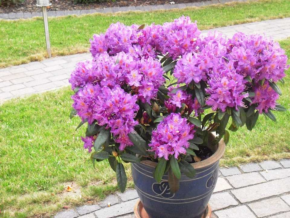 Blütenpracht  Ferienwohnung Haus Kotthoff