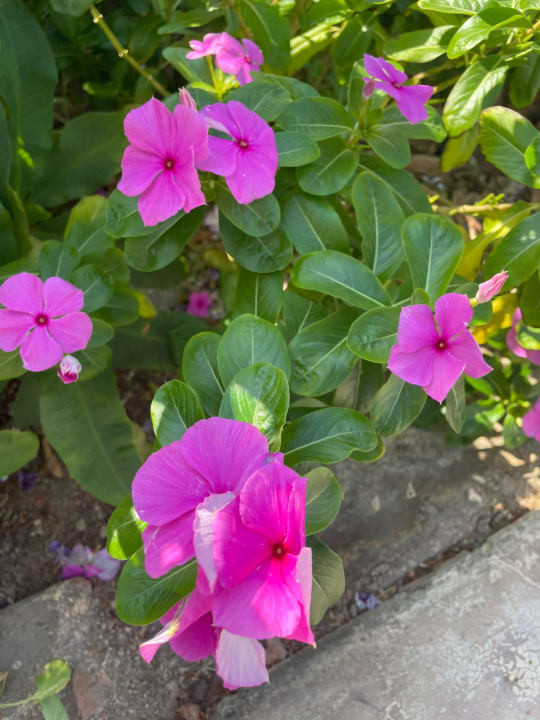 Außenansicht Cleopatra Luxury Resort Makadi Bay