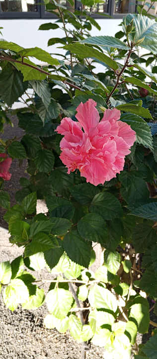 Gartenanlage allsun App.-Hotel Albatros