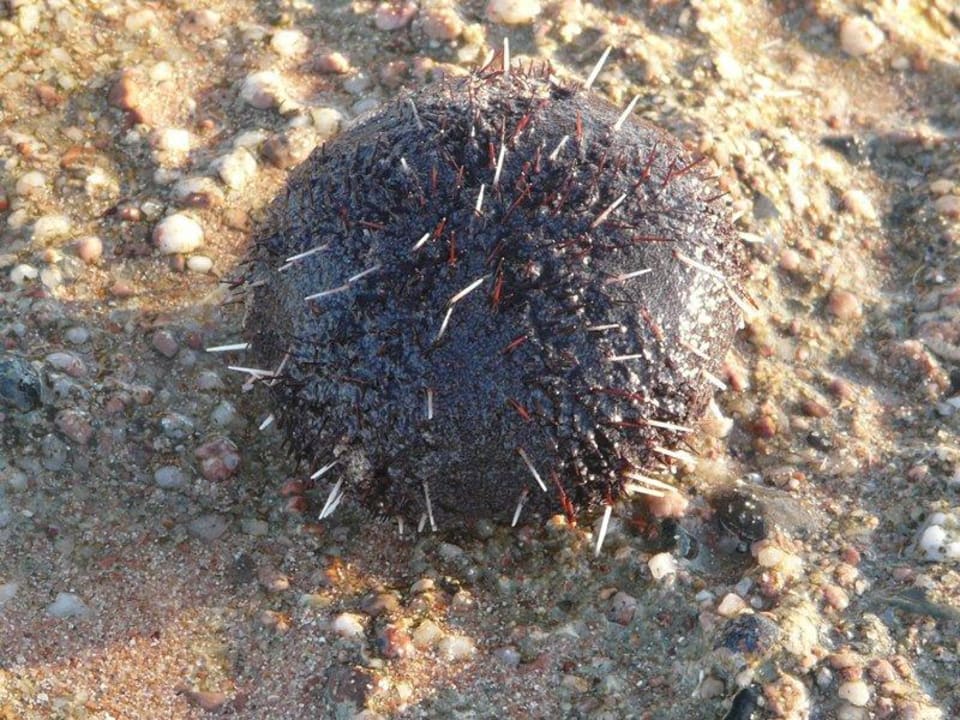 Jeżowiec na plaży Hotel Hauza Beach Resort